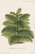 Araucaria Mülleri Chili