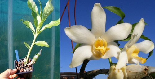 Chysis bactescens orchidée - chysis, bactescens,