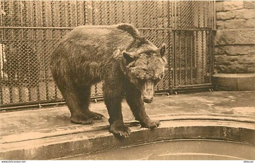 Carte postale animaux ours - -,