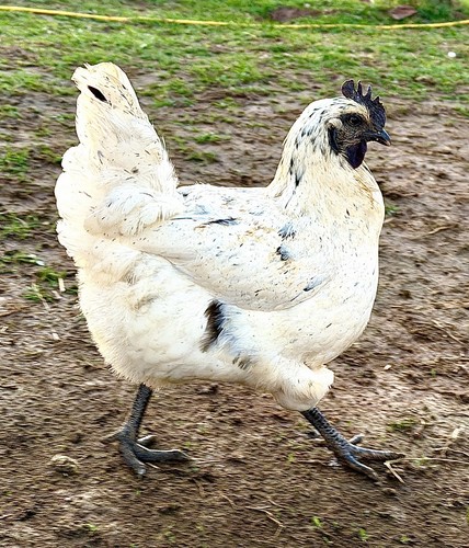 Zombie chicken hatching - zombie,