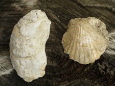 Fossiles huître - coquille Saint-Jacques