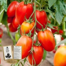 35 Graines - Tomate Roma -