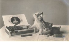 CHATS AI#DC1012 DEUX CHATONS