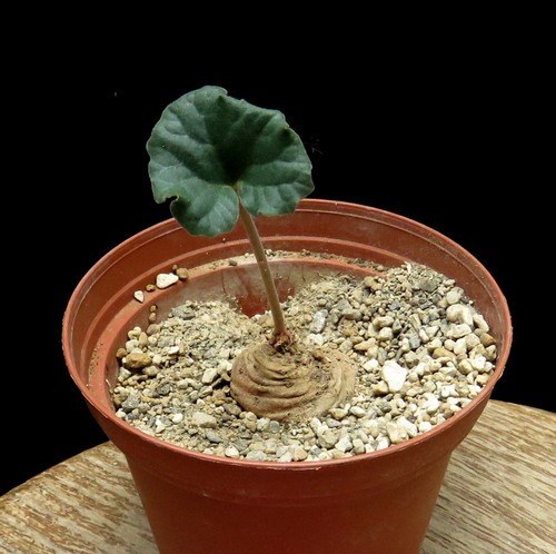 Dorstenia barnimiana caudex - barnimiana,