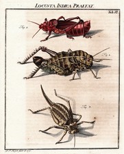 Tab VI Sauterelles Locustes