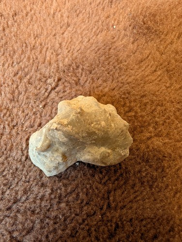 Fossile