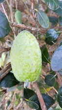 Feijoa sellowiana 'Mammoth' /