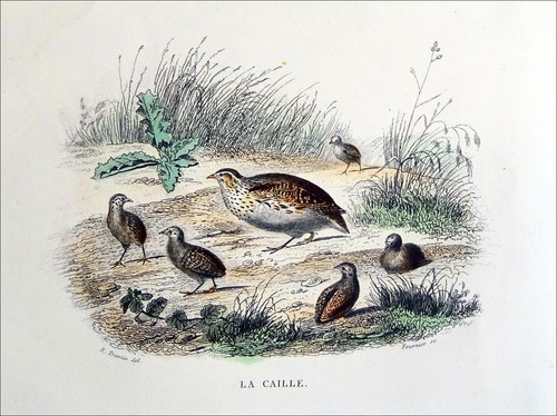 Chasse perdrix grise - chasse,