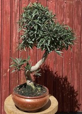 BONSAÏ  TROPICAL FICUS