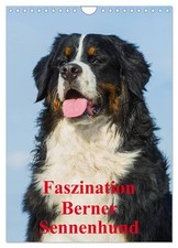 La fascination du bouvier bernois (Calendrier mural 2026 DIN A4 vertical), CALVE