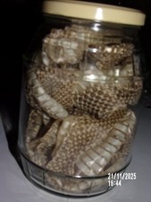 Magnifique mue complète d'une