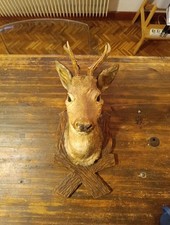 TAXIDERMY Stuffed Deer Head