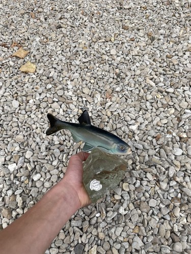 Poisson créations gangloff - r.,