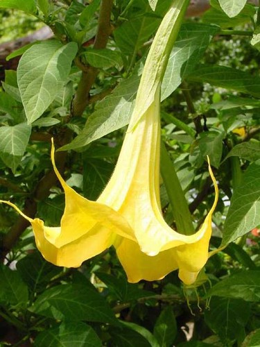 Brugmansias fleurs - brugmansias,