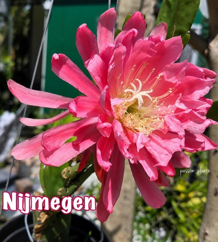 Rare epiphyllum nijmegen - rare, nijmegen-