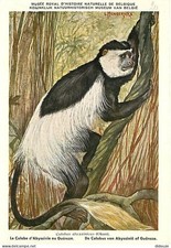 Animals - Monkeys - Royal Museum of Natural History of Belgium - Ab's Colobe