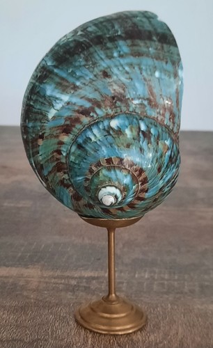 Curiosité taxidermie - curiosité, ,