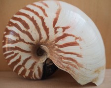 Coquillage Nautile Seashelle