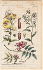 Nuit De La Primevère Raifort