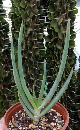 Aloe speciosa cactus kakteen - ,