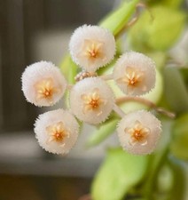 Hoya krohniana | Wax plant | Porcelain flower - Fleur de porcelaine | Plante de