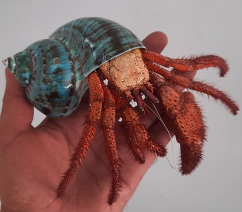 Taxidermie énorme bernard - :,