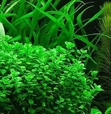 bacopa monnieri plante aquarium facile debutant