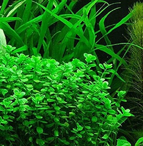Bacopa monnieri plante - bacopa,