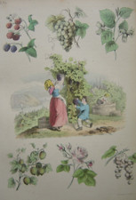 Gravure Vendanges Viticulteur