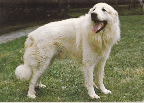 Chienne des pyrenees chien - des, **
