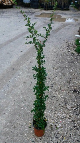 Plantes de pyracanta - 10,
