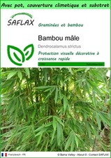 SAFLAX - Garden to go - Bambou
