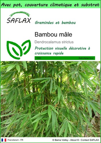 Saflax garden bambou - -,