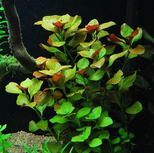 Rare ludwigia repens - ,