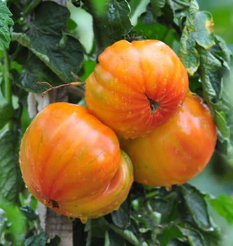 Graines tomates ananas - 15, de