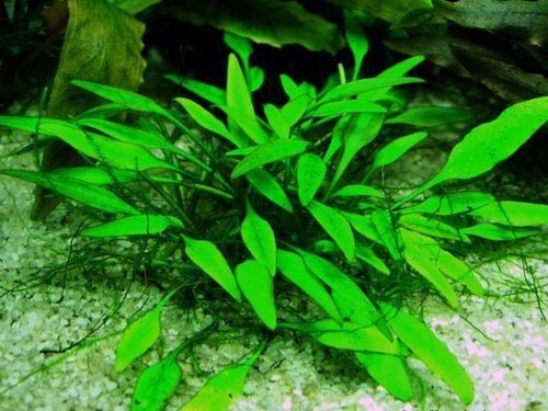 Cryptocoryne lucens touffe - cryptocoryne,