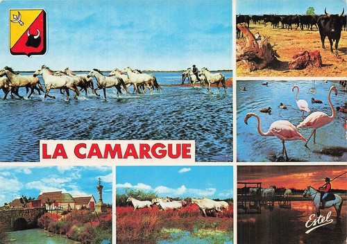 Camargue passage chevaux - 13,