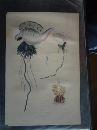Gravure ancienne xix nature - ancienne,