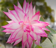 Schlumbergera rare AN-040. Une