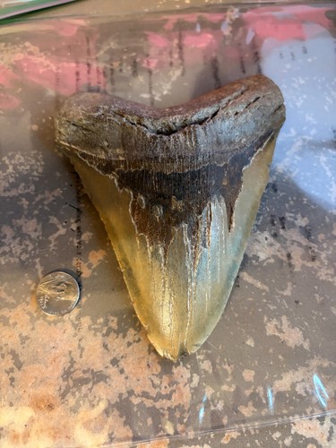 Huge genuine megalodon - huge,