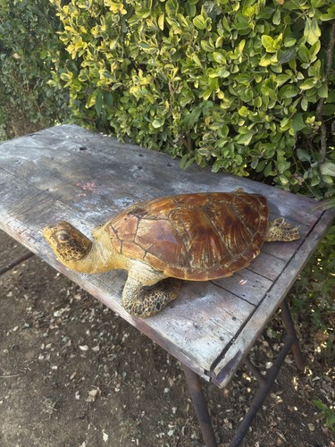 Magnifique tortue marine - tortue,