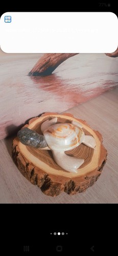 Tortue marbre albatre - en,