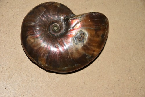 Ammonite aioloceras besairiei - aioloceras,