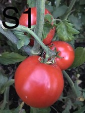 graine / seed tomate taille grosse variété "SAINT PIERRE" (frais port unique)