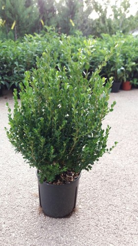 Plante buxus bosso faulkner - plante,
