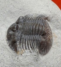TRILOBITE DÉVONIEN DU MAROC