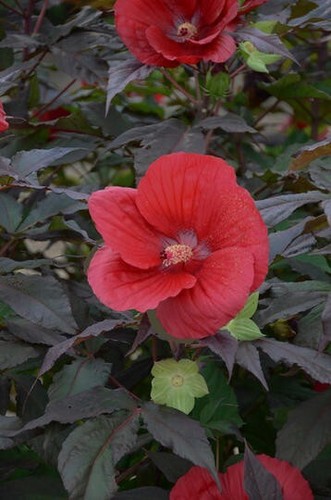 Graines hibiscus - de, l'hibiscus