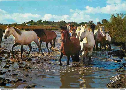 Carte postale animaux - -,