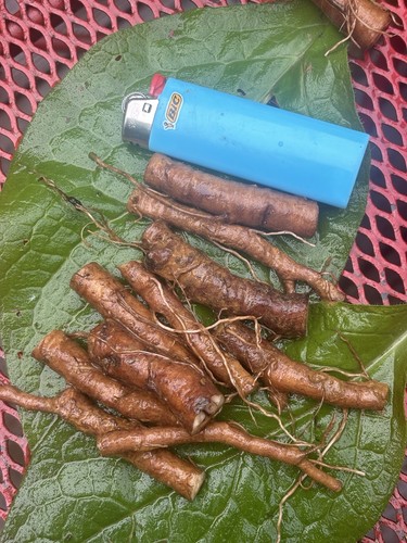 Bocking comfrey root - 14,