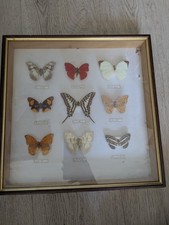 Cabinet De Curiosité -